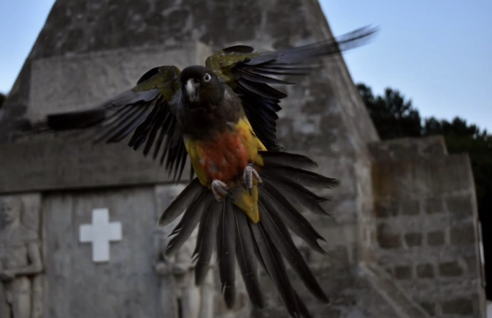 Papagaji koji se vraćaju na zvižduk .